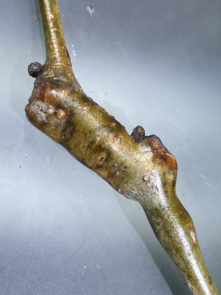 Neolasioptera brevis