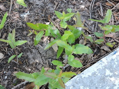 Quercus vaseyana