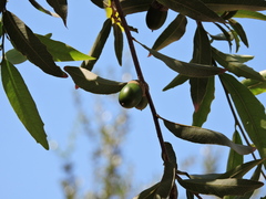 Quercus vaseyana
