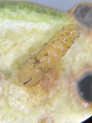 Neolasioptera brevis