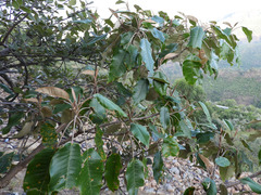 Croton megalocarpus