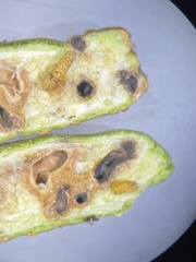 Neolasioptera brevis