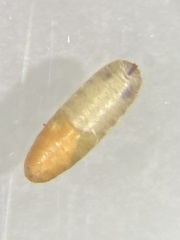 Neolasioptera brevis