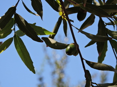 Quercus vaseyana