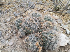 Coryphantha