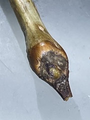 Neolasioptera brevis