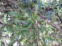 Quercus vaseyana