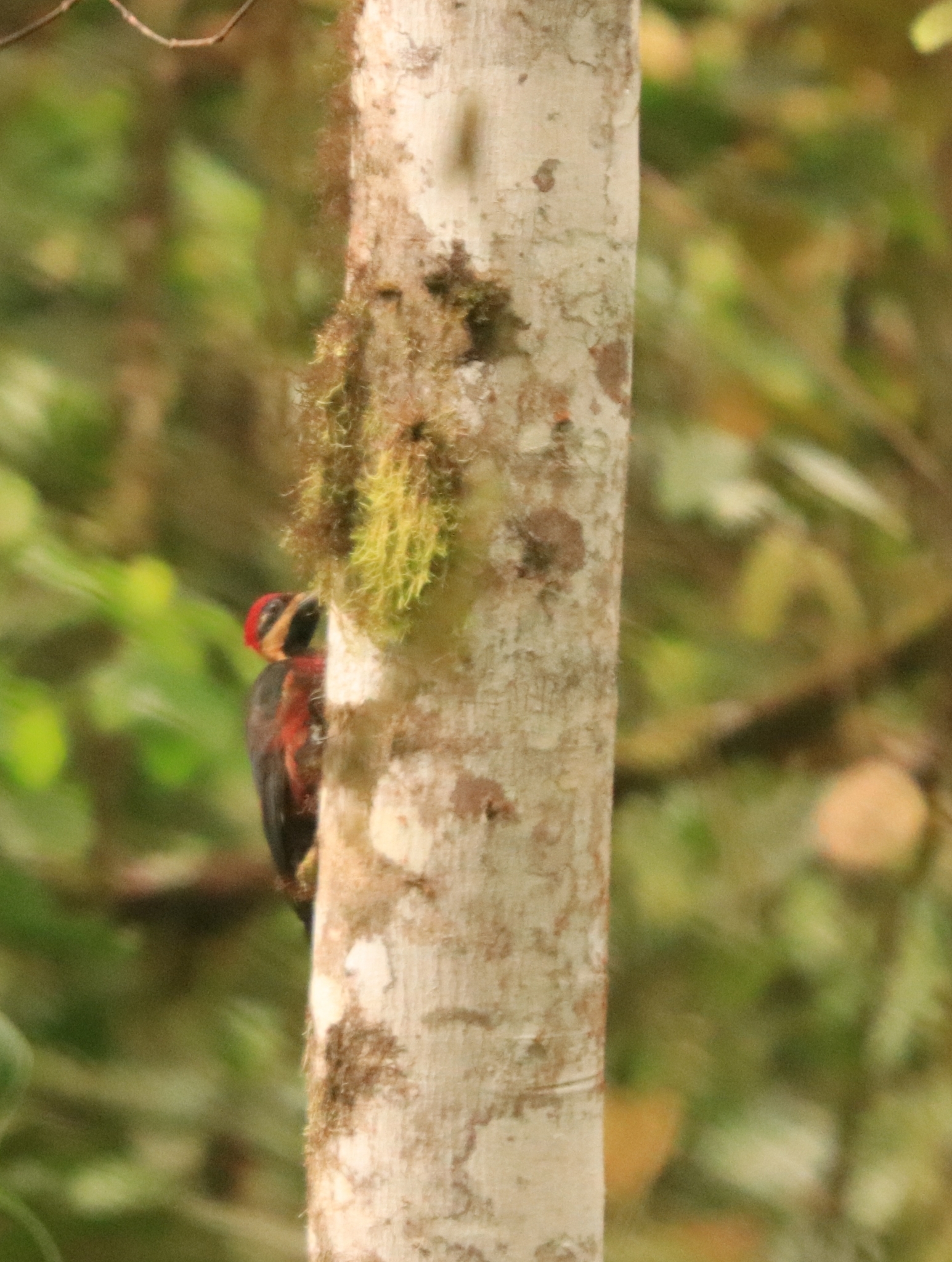 Crimson-bellied Woodpecker (Campephilus haematogaster), photo 1