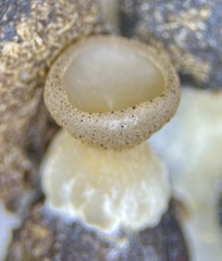 Peziza fimeti