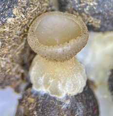 Peziza fimeti
