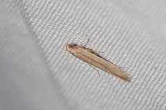 Gelechiidae