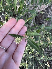 Alternanthera flavescens