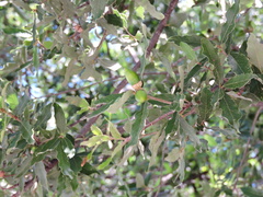 Quercus vaseyana