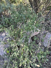 Alternanthera flavescens