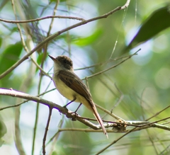 Myiarchus tuberculifer