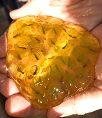 Oophila amblystomatis