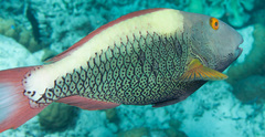 Cetoscarus ocellatus