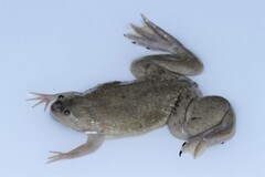 Xenopus mellotropicalis