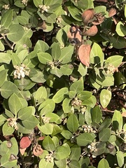 Arctostaphylos crustacea