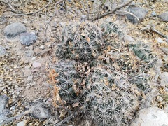 Coryphantha