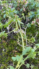 Sicyoeae