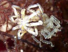 Pallenopsis macneilli