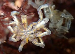 Pallenopsis macneilli