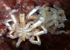 Pallenopsis macneilli