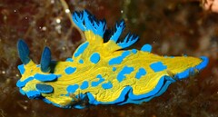 Tambja verconis