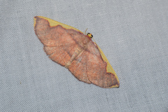 Nothomiza flavicosta