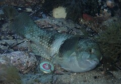 Notolabrus tetricus