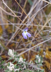 Lobelia tenera