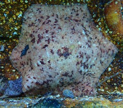 Meridiastra