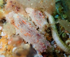 Plesiocolochirus ignavus