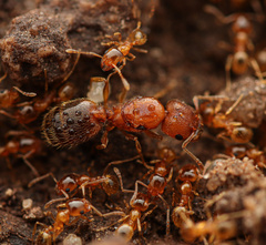 Pheidole micula