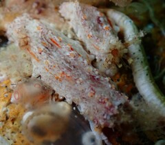 Plesiocolochirus ignavus