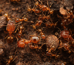 Pheidole micula