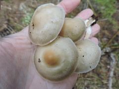 Flammulina filiformis