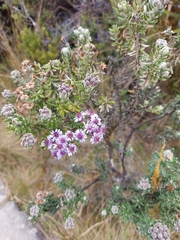 Linochilus phylicoides