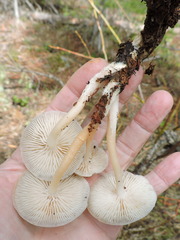 Flammulina filiformis