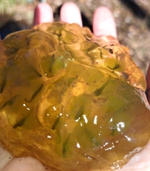 Oophila amblystomatis