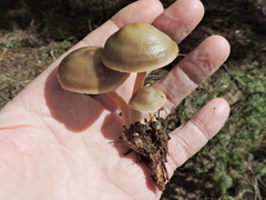 Flammulina filiformis