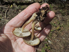 Flammulina filiformis