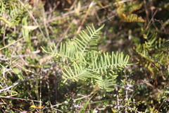 Gleichenia alpina