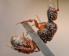 Camponotus sansabeanus