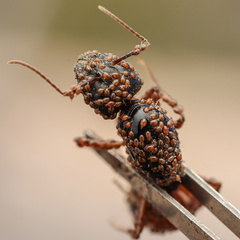 Camponotus sansabeanus