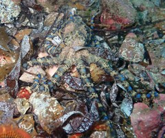 Hapalochlaena maculosa