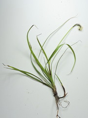 Carex concinnoides