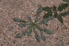 Chylismia claviformis