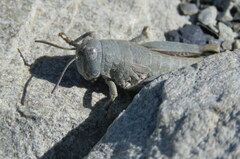 Brachaspis nivalis